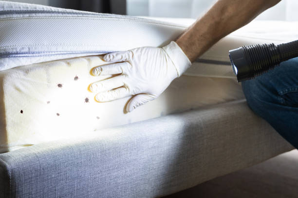 Professional Pest Control in Kansas City, KS